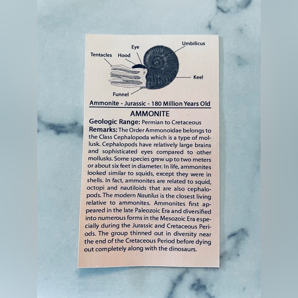 🦕 Educational Fossils Set: dinosaur, ammonite, petrified wood, etc. Geol… - Picture 3 of 16